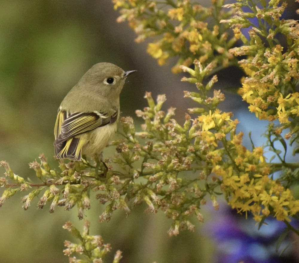 Spooky Season Bird Walk at Bay View Cemetery