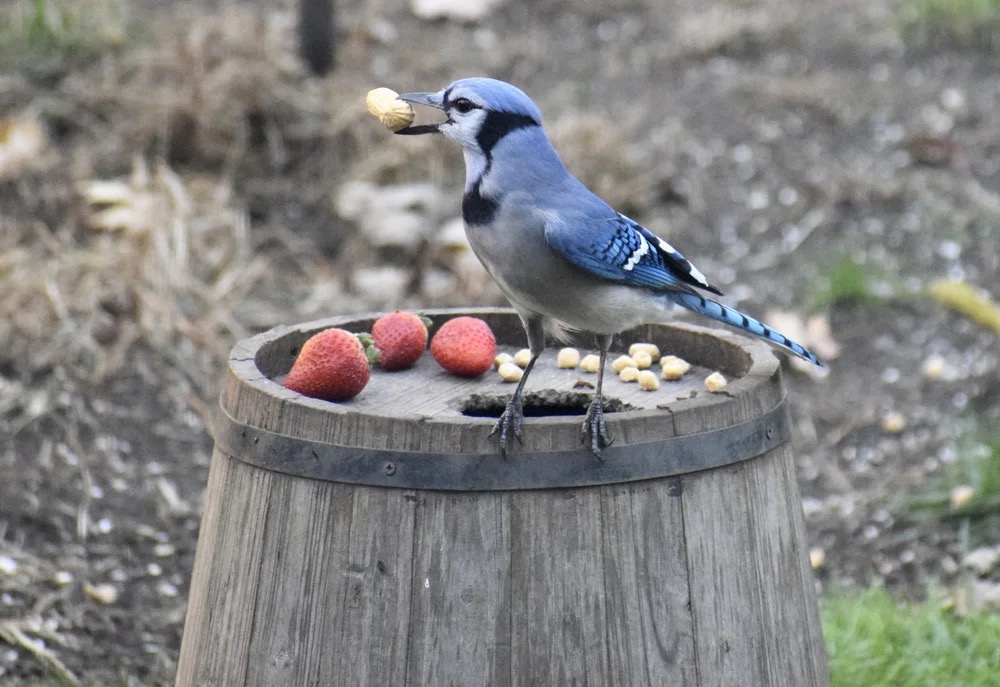 Spooky Season Bird Walk at Harsimus Cemetery
